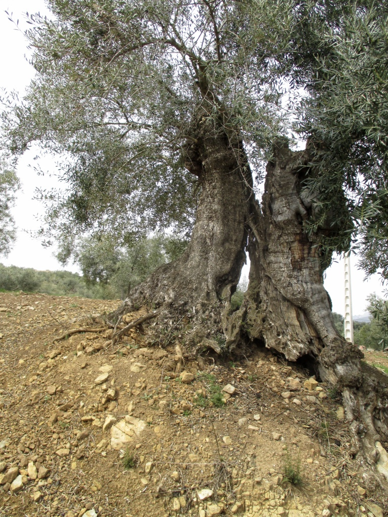levendige stammen van de olijfbomen